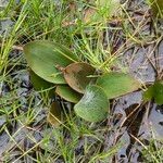 Potamogeton natans Leaf