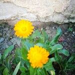 Calendula officinalisFlower