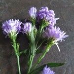 Symphyotrichum novi-belgii Flower