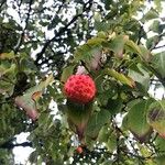 Cornus kousa Plod