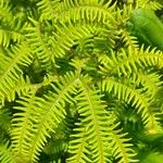 Sticherus squamulosus Hoja