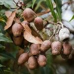 Corymbia ficifolia Fruit