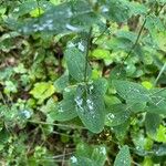 Hypericum montanum Leaf