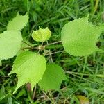 Triumfetta rhomboidea Leaf