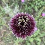 Allium atroviolaceum Flower