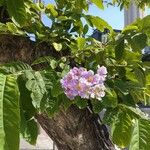 Lagerstroemia speciosaFlor