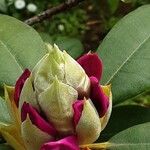 Rhododendron yakushimanum Flower