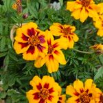 Tagetes tenuifolia आदत