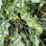 Arum italicum Leaf
