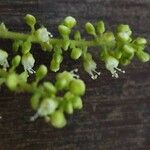 Allophylus rubifolius Flower