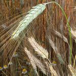 Hordeum vulgare ഫലം