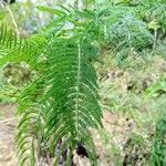 Acacia mearnsii 葉