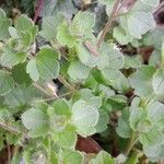 Veronica hederifolia Feuille