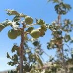 Ficus johannis Fruit