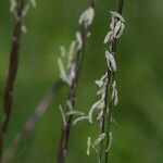 Nardus stricta Цвят