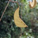 Eperua rubiginosa Fruto
