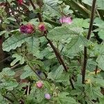Anisodontea capensis Feuille