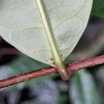 Acridocarpus longifolius Leaf