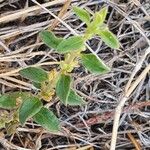 Psilotrichum elliotii Leaf