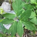 Peucedanum ostruthium Leaf