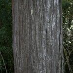 Fitzroya cupressoides Kabuk