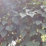 Acer davidii Plante entière