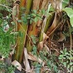 Musa acuminata Bark