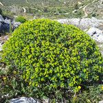 Euphorbia acanthothamnos Habitus