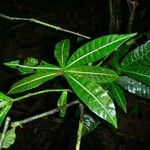 Psychotria laselvensis Leaf