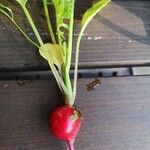 Raphanus sativus 其他