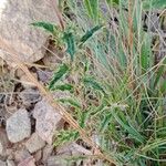 Carlina vulgaris 葉