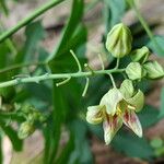 Manihot grahamii Bloem
