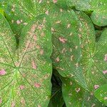 Caladium bicolor Leaf