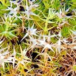 Drypis spinosa Fula