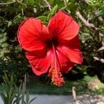 Hibiscus rosa-sinensisFlower