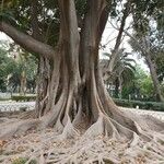 Ficus elastica Escorça