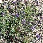 Dalea boliviana Habitus