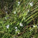 Cakile maritima 花