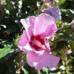 Hibiscus syriacus花