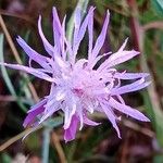 Centaurea paniculata Blomma