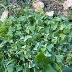 Oxalis debilis 葉