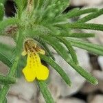 Ajuga chamaepitys Flower