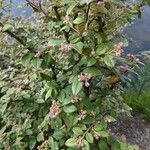 Cotoneaster franchetii Flower