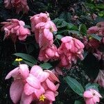 Mussaenda philippica A.Rich.Flower