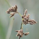 Schoenoplectus scirpoides Flower