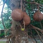 Couroupita guianensis Fruto