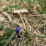 Muscari botryoidesBlomst