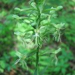 Platanthera lacera Flower