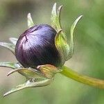 Cosmos atrosanguineus Õis