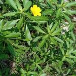 Ludwigia grandiflora Συνήθη χαρακτηριστικά